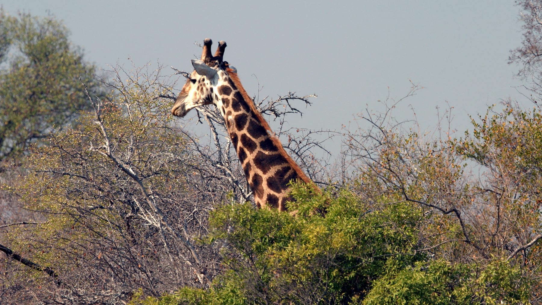 Tanzania