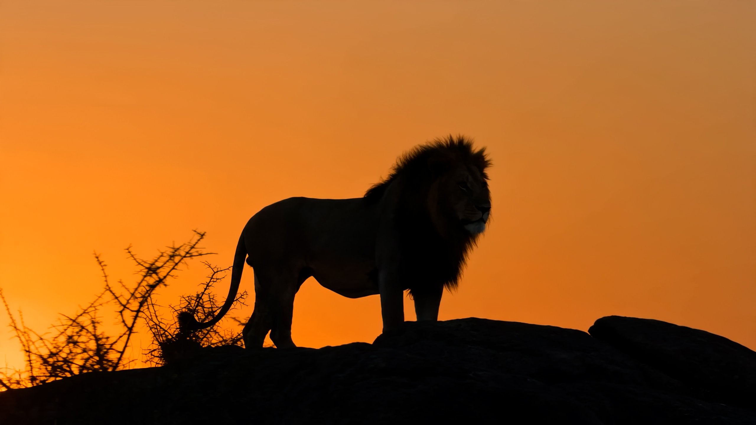 Contact Africa Golf & Safari